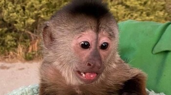 In addition, the authority has started providing food to monkeys in forested areas