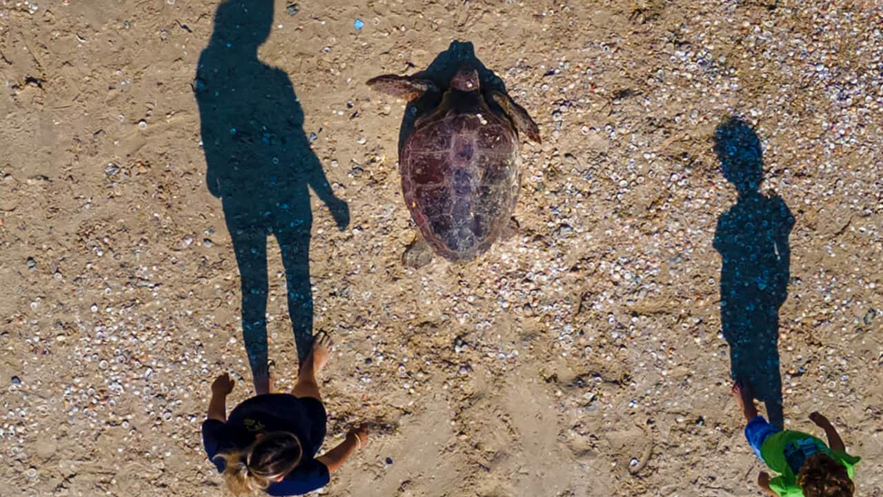 Maayan, a brown sea turtle makes her way to the Mediterranean Sea after being released by the Sea Turtle Rescue Center, run by the Israel National Nature and Parks Authority, in Michmoret, Israel, Friday, August 19. Five turtles were released back into the wild after months of rehabilitation at the rescue center in Israel after suffering physical trauma, from fishing nets, pollutions and underwater explosives.