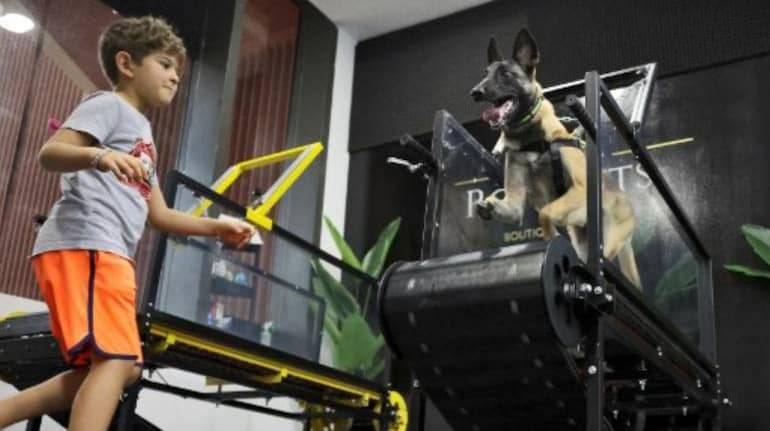 Why Do Dogs Not Like Air Conditioning? 1 Why Do Dogs Not Like Air Conditioning