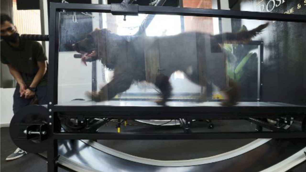 A dog runs on a treadmill at the 'Posh Pets' boutique and spa in Abu Dhabi.