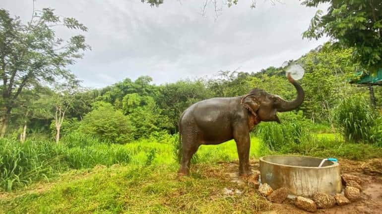 Lotus and Boe were rescued from elephant camps in Thailand. (Photo by Preeti Verma Lal)