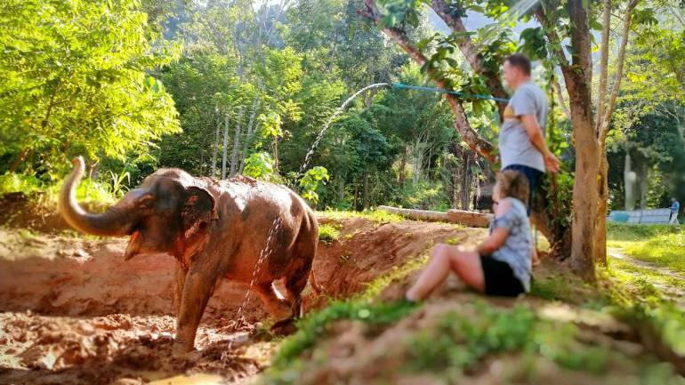 Elephant_4