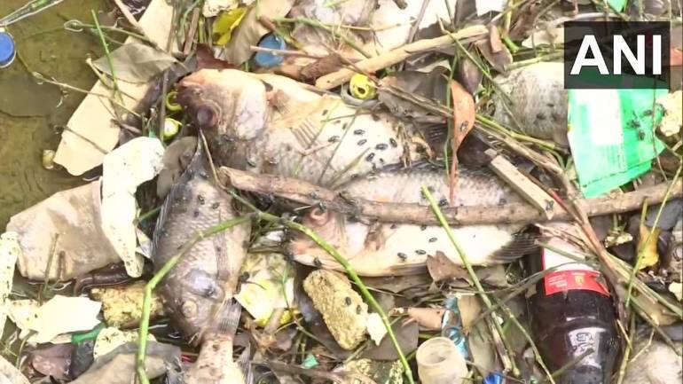 Hundreds Of Dead Fish Found Floating In Bengaluru Lake