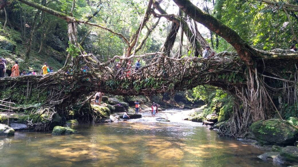 Living root bridge in Dawki, Meghalaya. (Photo: Anwesha22 via Wikimedia Commons 4.0)