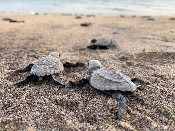 DRDO halts missile testing to safeguard Olive Ridley turtle nesting - Vimarsana News