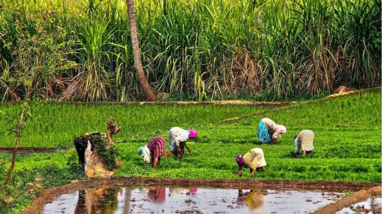 India may ban rice exports, pose risk to global supply, says Nomura