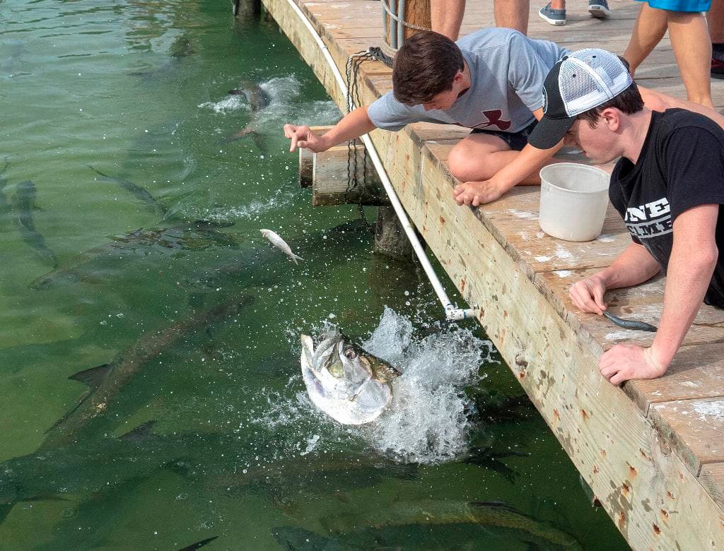 ISLAMORADA, Florida Keys — Visitors to Robbie's Marina, located at mile marker 77 in Islamorada, Fla., feed wild tarpon outside the waterfront restaurant aptly named the Hungry Tarpon. Feeding the fish known as “silver kings” has become a tradition for visitors to the popular Upper Keys emporium, which also offers a variety of fishing charters, eco-tours and watersports adventures. (Rob O'Neal/Florida Keys News Bureau (Photo courtesy Florida Keys Tourism Council)