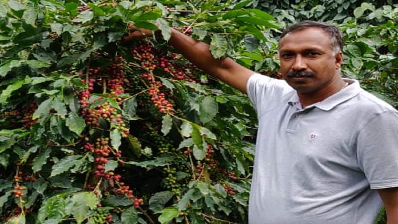 Kerala farmer's intra-crop coffee variety vows more income to struggling rubber growers