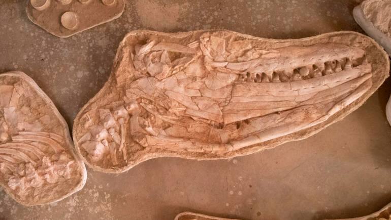 Scientists find fossil of giant 'sea monster' that ruled the oceans 66 million  years ago