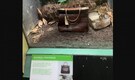 Why this London zoo display is gaining attention online