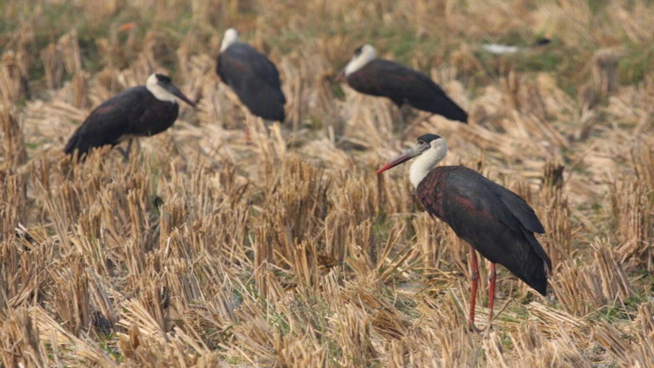 The curious case of the woolly-necked stork and its rising numbers in Haryana