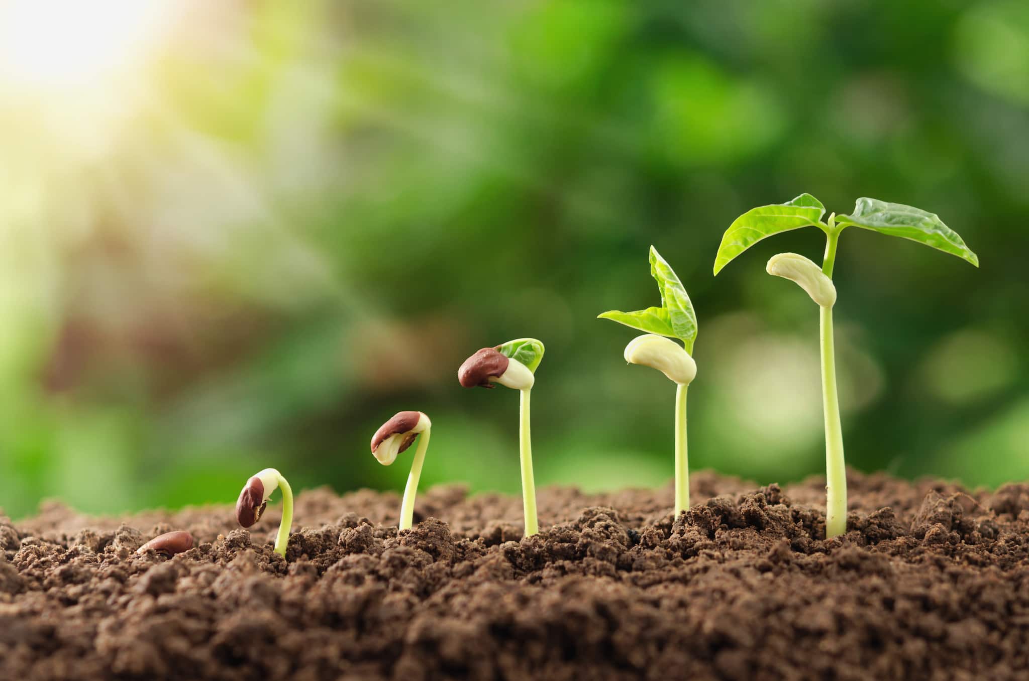 Anand Mahindra, Arali Ventures invest in AI agritech startup Harvested Robotics