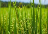 Why Punjab’s rice procurement this year faces problems