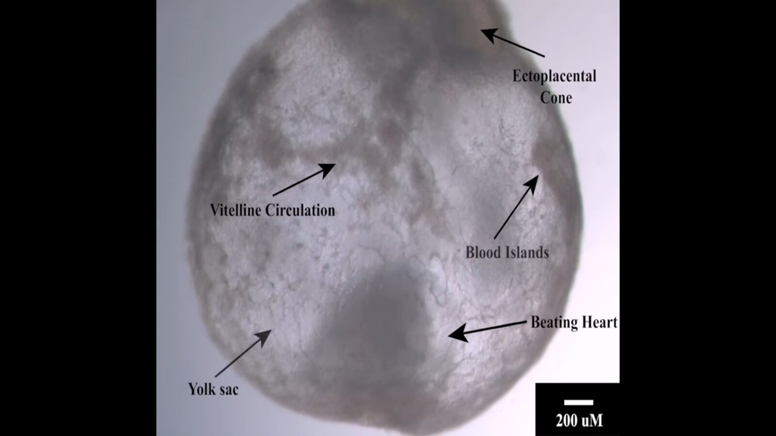 Cells will create a vortex to form an organ in an embryo