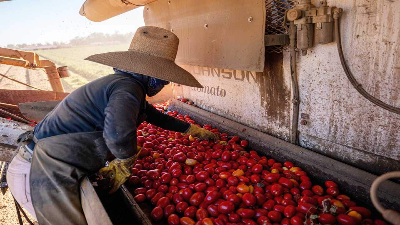 Spaghetti sauce is under threat as water crisis slams tomatoes