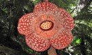 Photos: The world’s biggest flower, with odour of decaying flesh, blooms in Indonesia