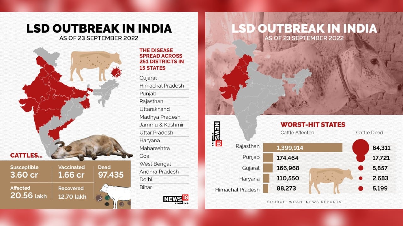 Lumpy Skin Disease infecting cattle in India; here’s all you need to know