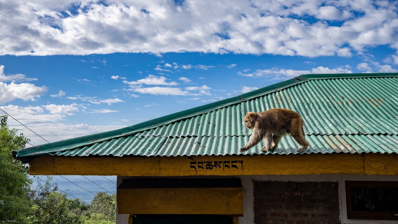 A macaque walks on a roof in Dharamshala, India, September 22. (Image: AP)