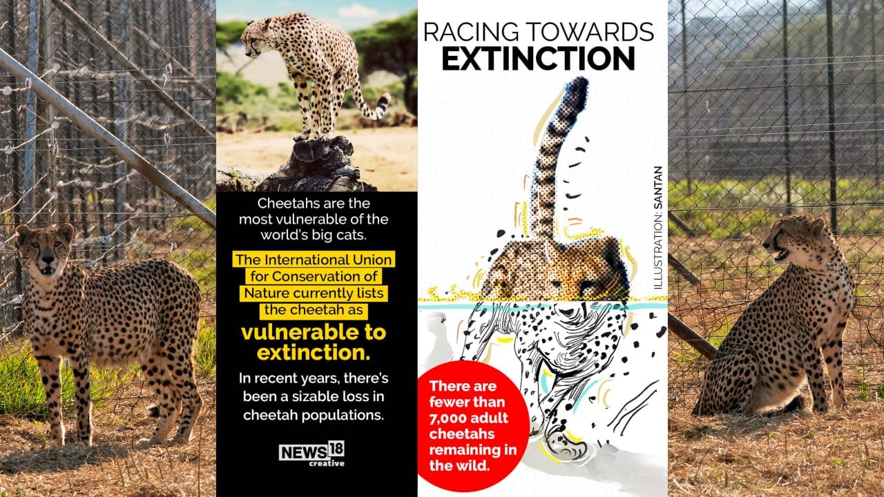 Cheetahs are the most vulnerable of the world’s big cats. The International Union for Conservation of Nature currently lists the cheetah as vulnerable to extinction. (Image: News18 Creative)