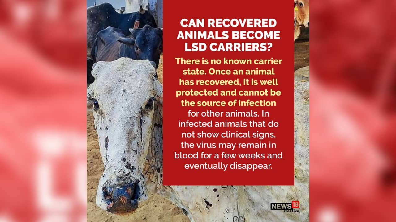 There is no known carrier state. Once an animal has recovered, it is well protected and cannot be the source of infection for other animals. (Image: News18 Creative)