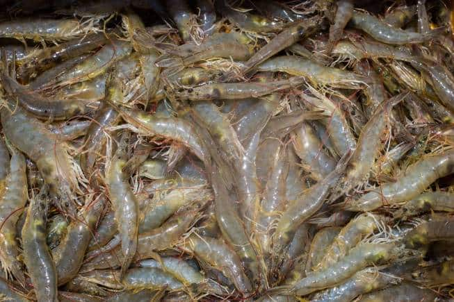 Shrimp Production Set To Fall 15 20 In FY24   391384672 653x435 