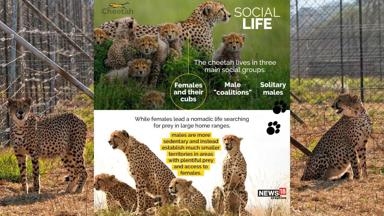 The cheetah lives in three main social groups: females and their cubs, male coalitions, and solitary males. While females lead a nomadic life searching for prey in large home ranges, males are more sedentary and instead establish much smaller territories in areas with plentiful prey and access to females. (Image: News18 Creative)