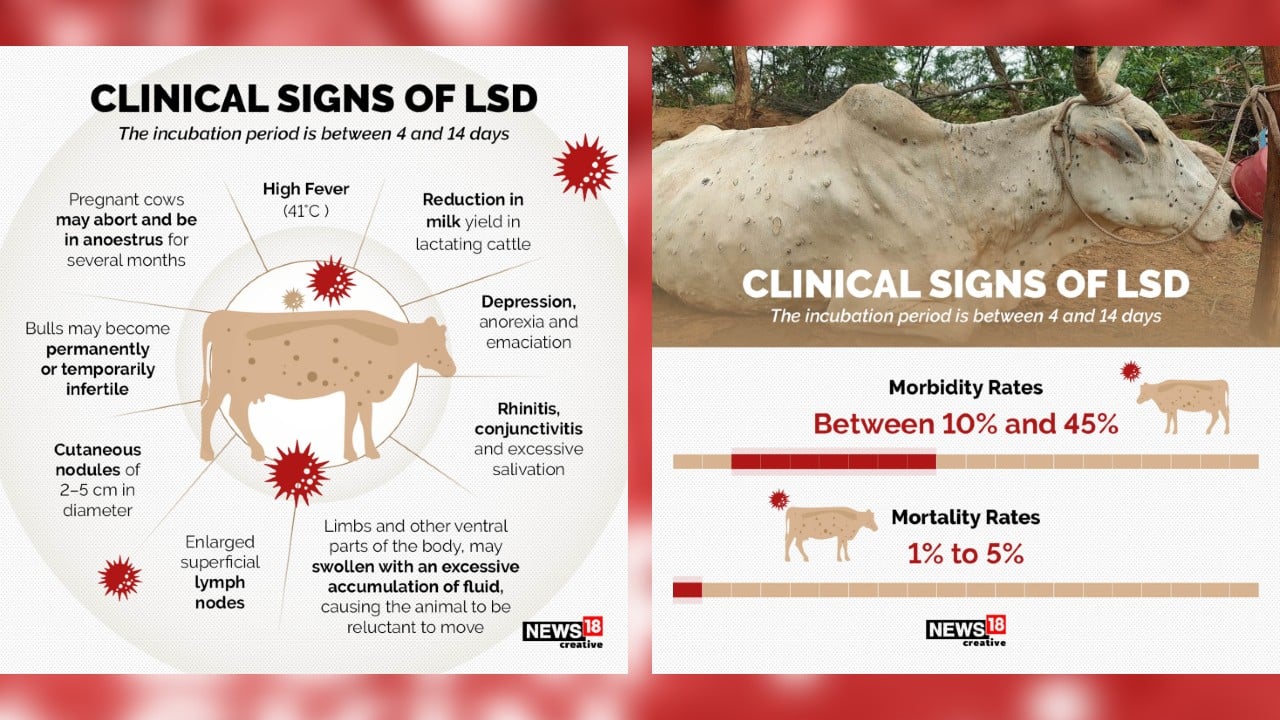 Lumpy Skin Disease Infecting Cattle In India Here S All You Need To Know   4 Lumpy Skin Disease 