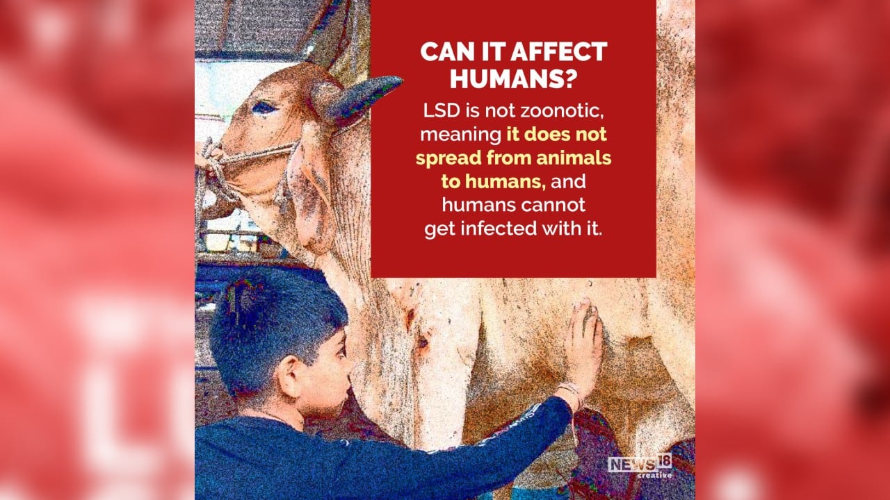 LSD is not zoonotic, meaning it does not spread from animals to humans, and humans cannot get infected with it. (Image: News18 Creative)