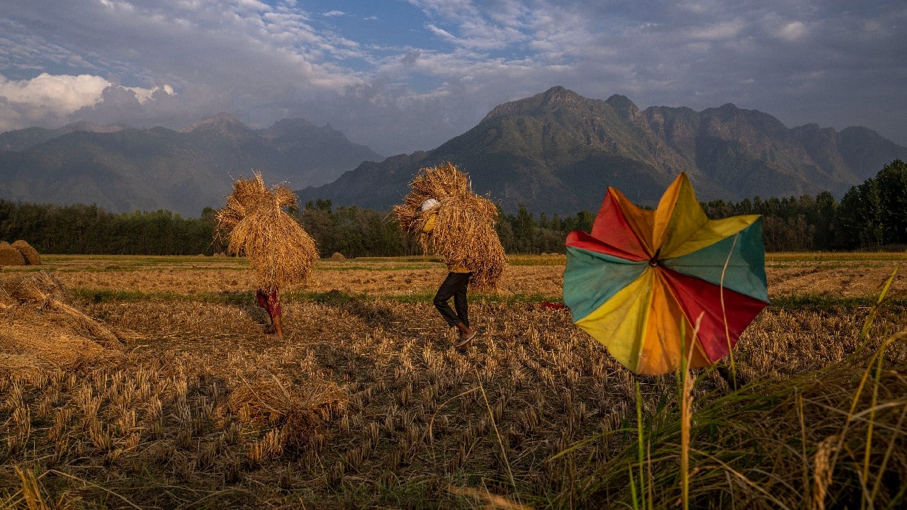People carry harvested paddy in a rice field on the outskirts of Srinagar, Jammu and Kashmir, September 16. Agriculture is the main source of food, income, and employment in rural areas. (Image: AP)