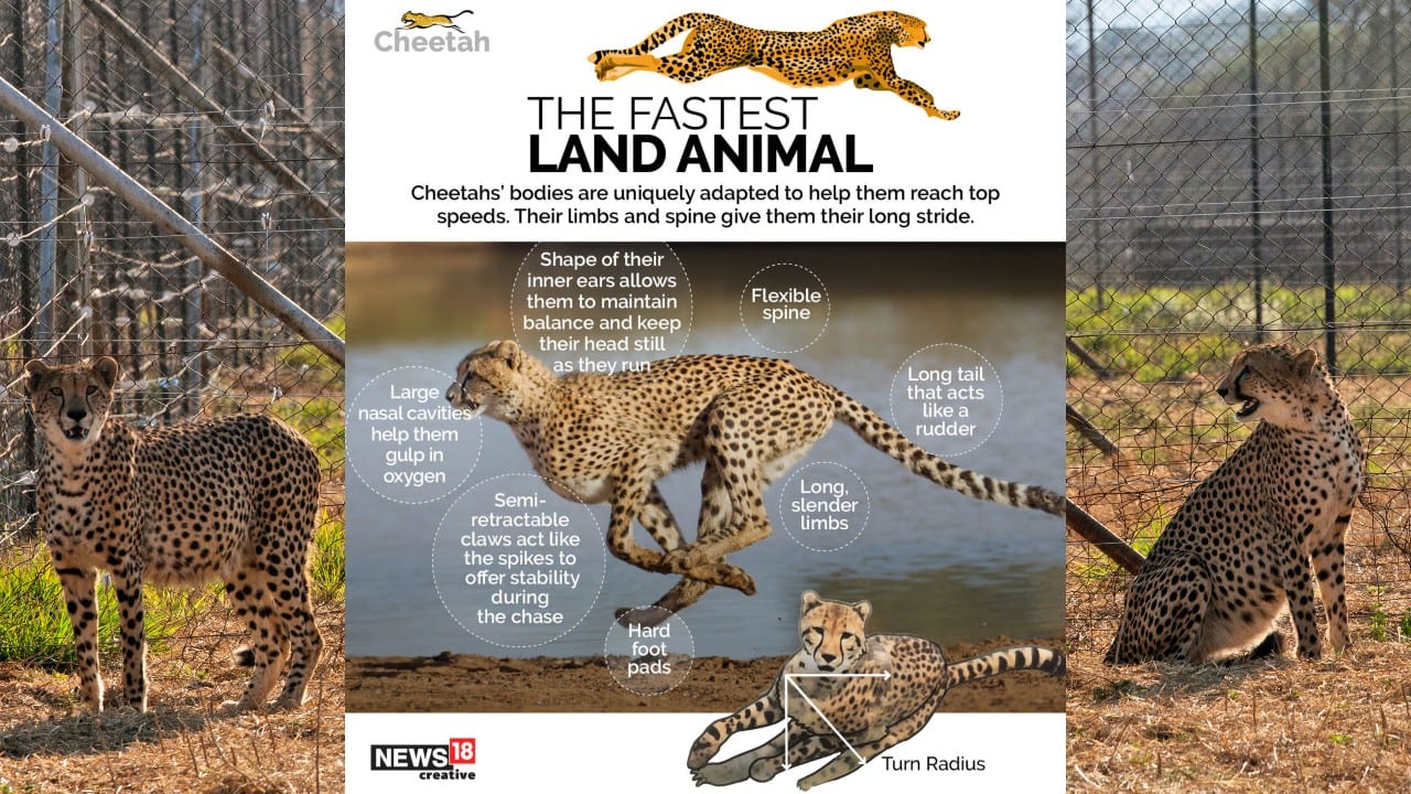 India's Cheetah Reintroduction Project: Some facts about the world's fastest  mammal