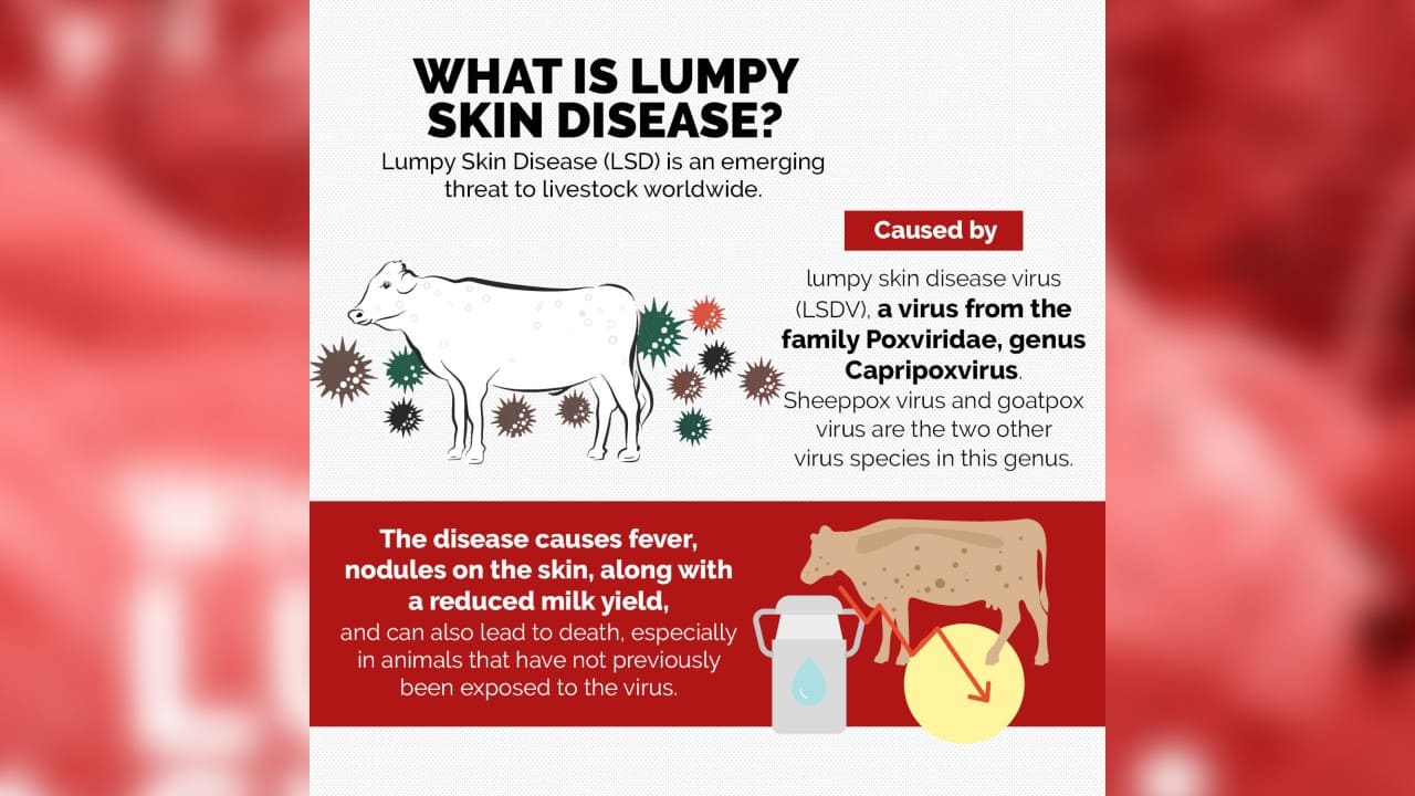 Lumpy Skin Disease infecting cattle in India; here's all you need to know
