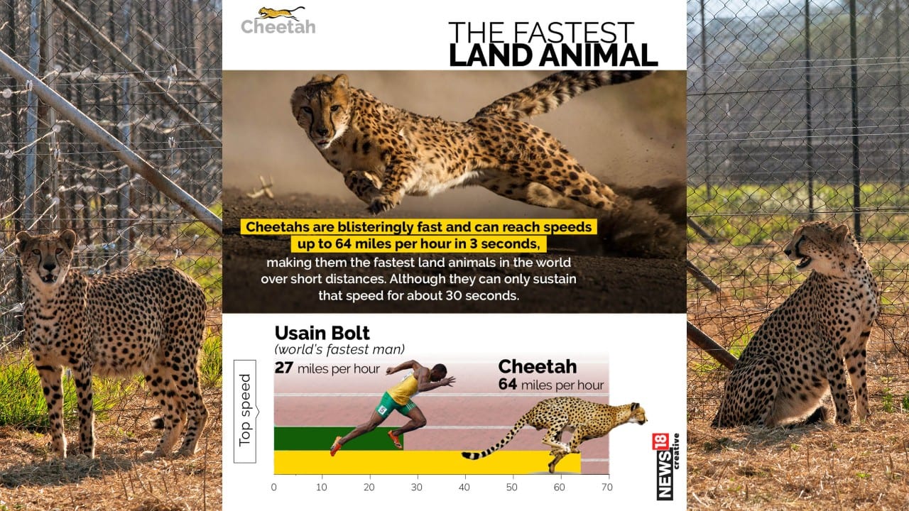 India's Cheetah Reintroduction Project: Some facts about the world's  fastest mammal
