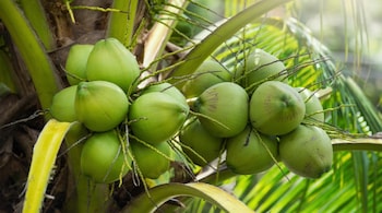 Coconut-based integrated farming can enhance the yield from the unit area and bring about a considerable hike in farm income, apart from environment-friendly effects resulting from saving fertilisers