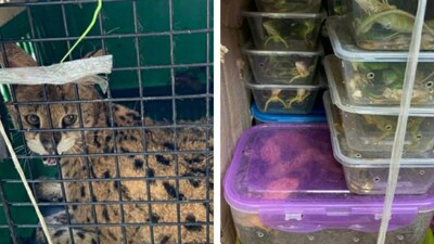 Wildlife Trafficking | Latest & Breaking News on Wildlife Trafficking | Photos, Videos, Breaking Stories and Articles on Wildlife Trafficking Wildlife Trafficking | Latest & Breaking News on Wildlife Trafficking | Photos, Videos, Breaking Stories and Articles on Wildlife Trafficking