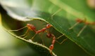 Scientists have estimated how many ants are there on Earth. The number is staggering