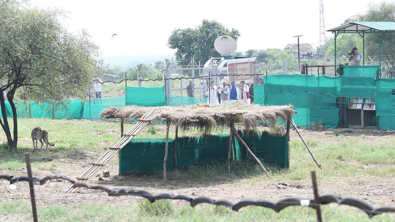 The cheetahs, wearing radio collars, will be monitored by officials throughout the day, news agency ANI reported. 