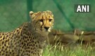 Cheetahs at KNP: Villagers fear land acquisition, human-animal conflict