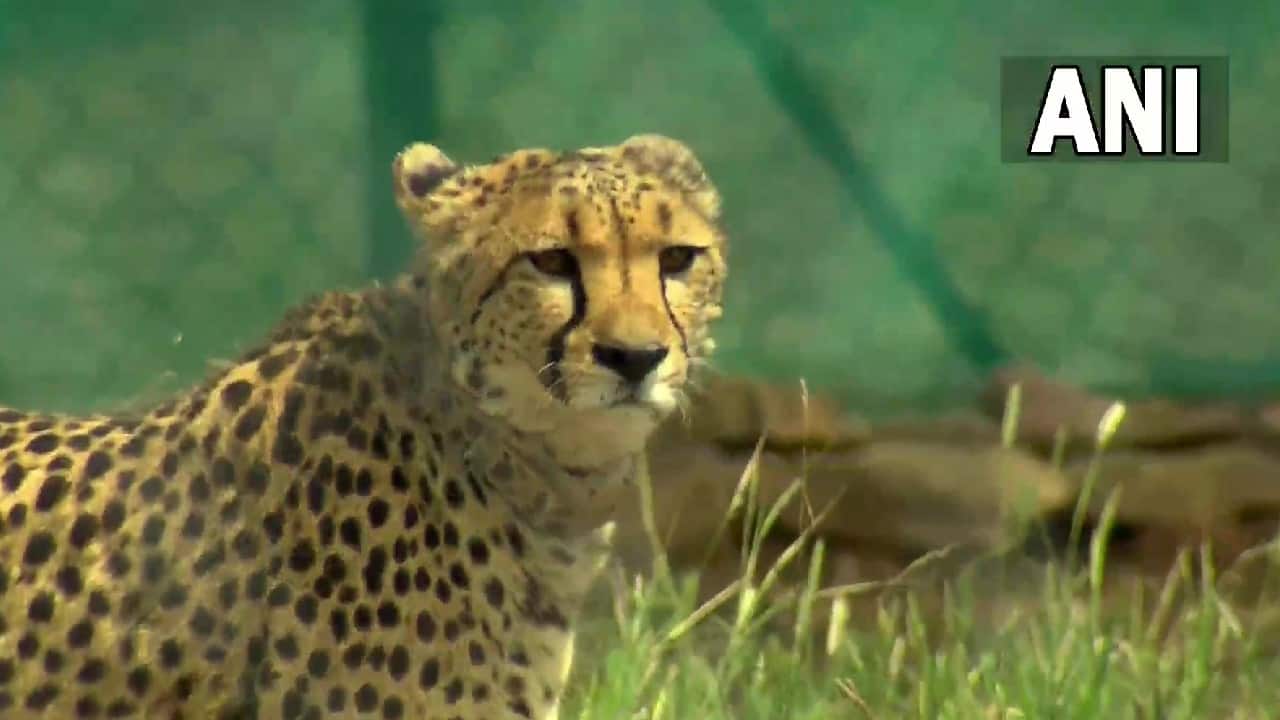 As cheetahs prowl India after 70 years, we answer all your feline questions surrounding their survival and much more