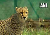 India inks pact with South Africa to bring cheetahs; 12 to arrive in February