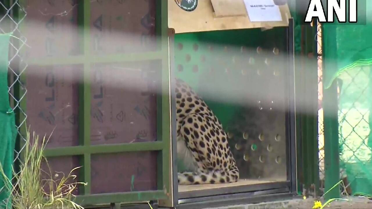 In Pics | PM Modi releases cheetahs in MP's Kuno National Park