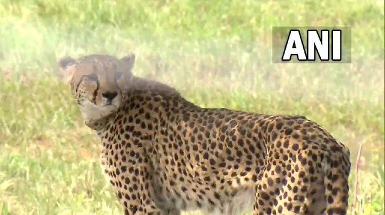 Cheetah project to boost tourism in MP, says CM Shivraj Singh Chouhan