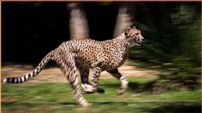 How 8 cheetahs from Namibia were selected for translocation to India