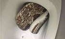 Stuff of nightmares: Family finds giant snake in toilet, calls police for help
