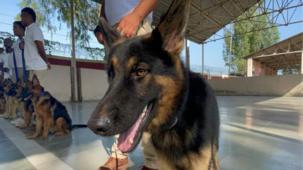 'Super Sniffer' dogs being trained to protect Namibian cheetahs from poachers