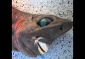 Rare deep sea shark with bulging teeth caught in Australia