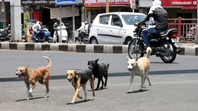 Stray dogs can't be relocated from their territory, says Ghaziabad civic  authority
