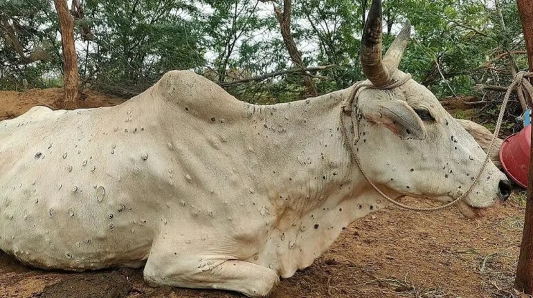 Over 67000 Cattle Died So Far From Lumpy Skin Disease In India Government 2064