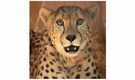 In pics | Meet the cheetahs from Namibia - Aasha, Sasha, Savannah and more