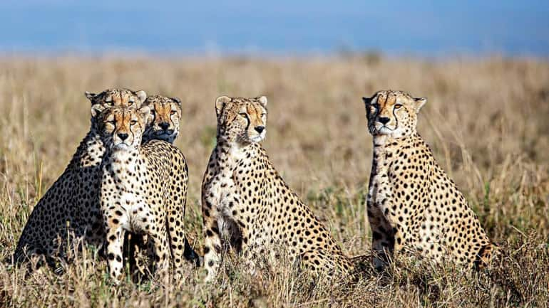 Know the 8 Namibian cheetahs PM Modi will release into Kuno