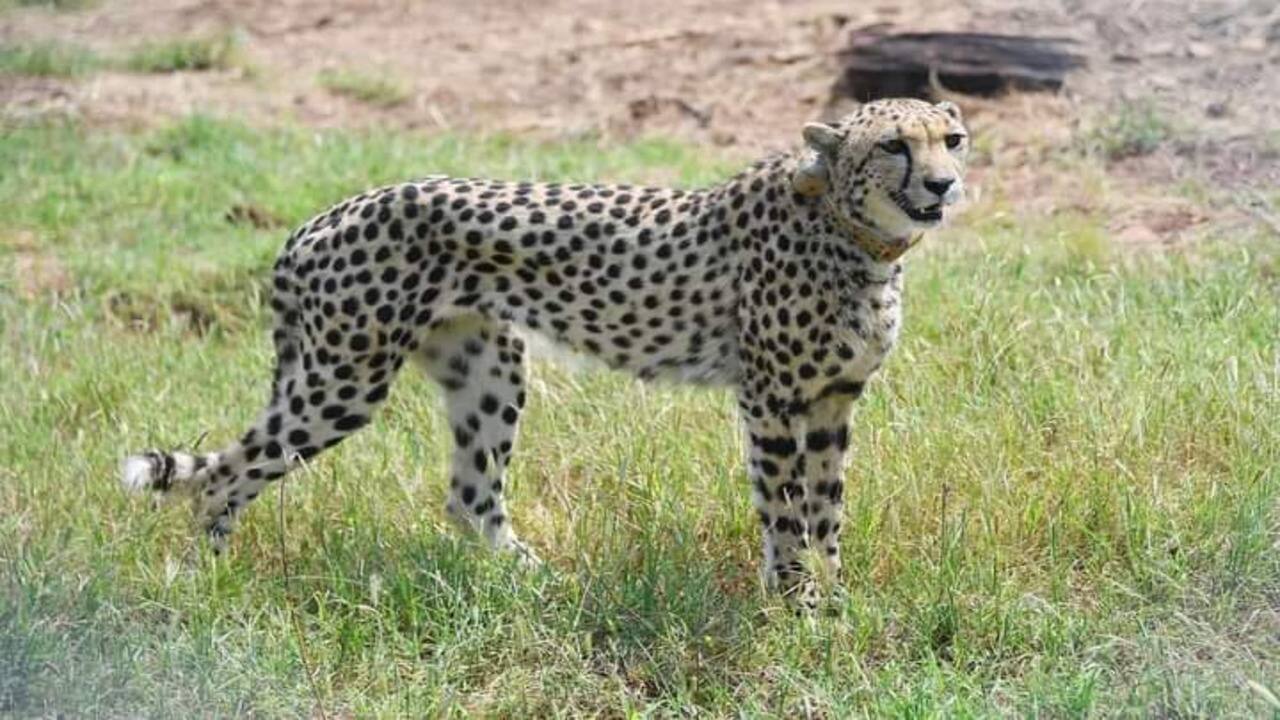 In Pics | PM Modi releases cheetahs in MP’s Kuno National Park